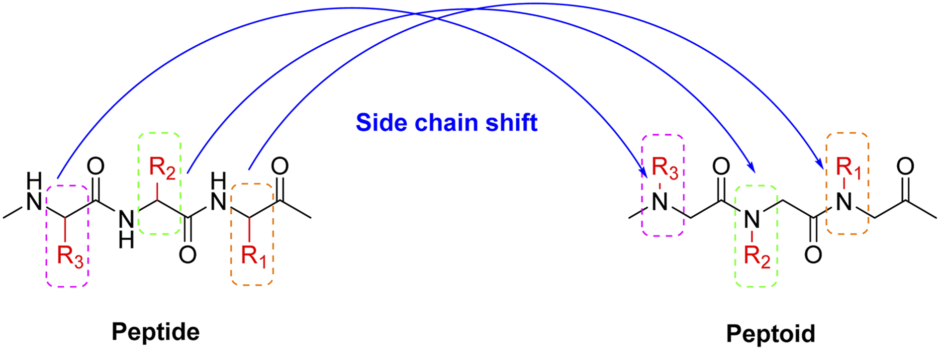 Graphical abstract showing peptide to peptoid side chain shift, RSC Advances 2026