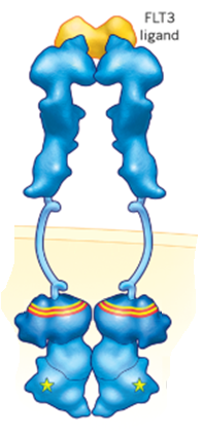 FLT3 Inhibitor Research