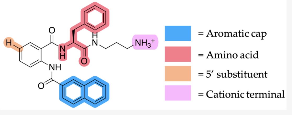 Antimicrobial Hydrogels Publication 2025