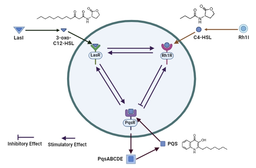 Quorum Sensing Research